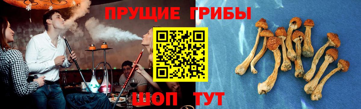 Галлюциногенные грибы Psilocybine cubensis Люберцы